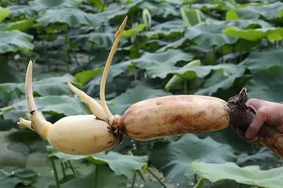華逸府聯(lián)手湖北洪湖藕、江永芋頭，為您帶來(lái)健康原生態(tài)食材